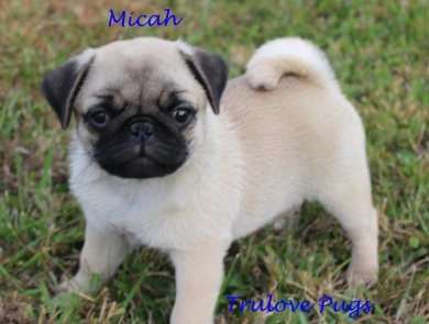 AKC Micah AKC Micah Pug