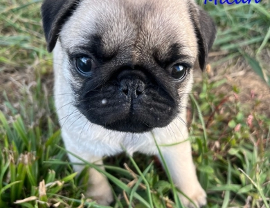 AKC Micah Pug