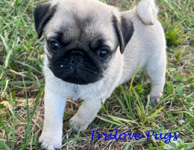 AKC Micah Pug