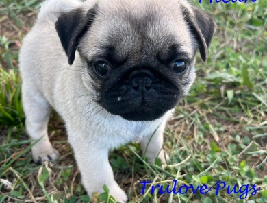 AKC Micah Pug