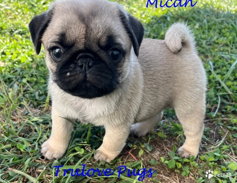 AKC Micah AKC Micah Pug