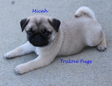 AKC Micah Pug