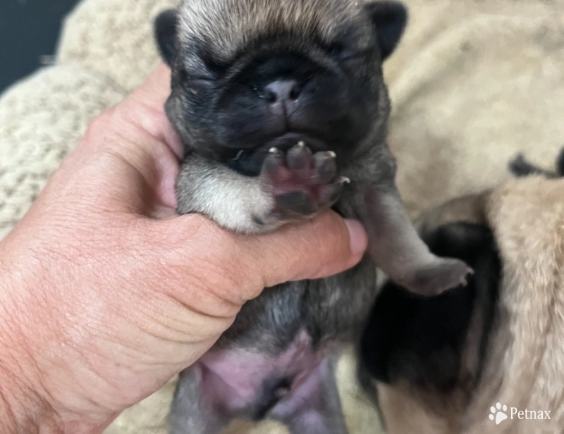 Second Male Second Male Pug