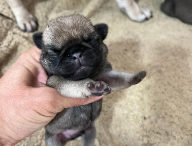 Second Male Pug