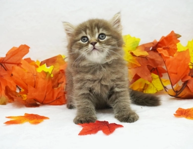 Charlie Persian