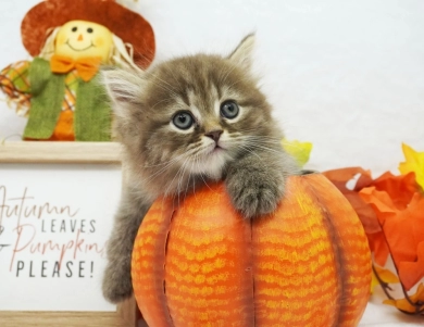 Charlie Persian