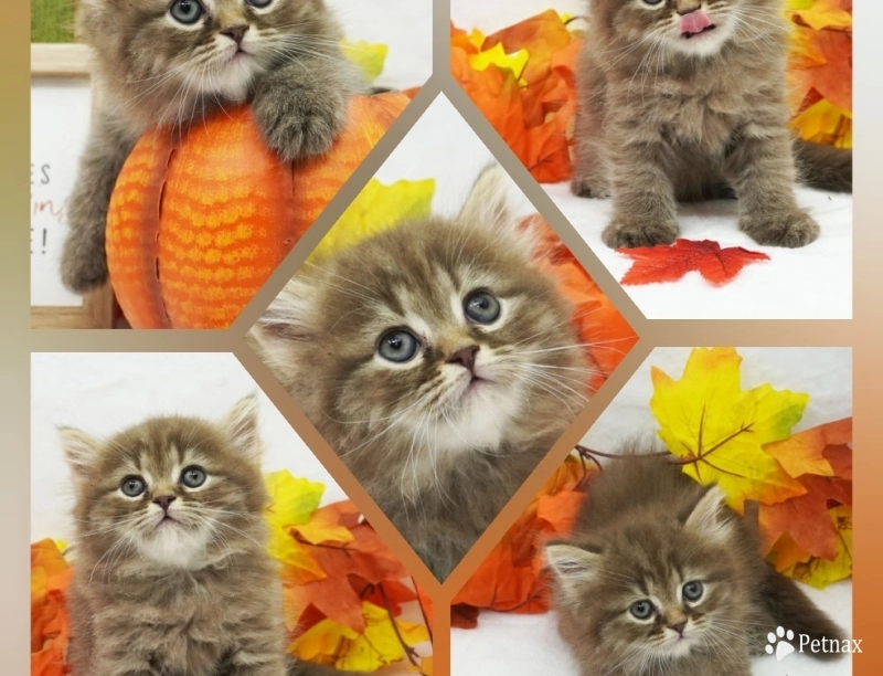 Charlie Charlie Persian