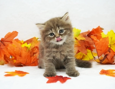 Charlie Persian