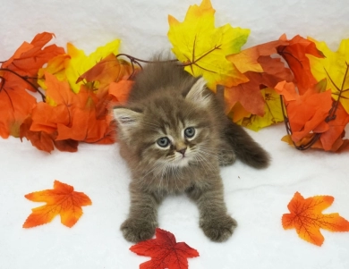 Charlie Persian