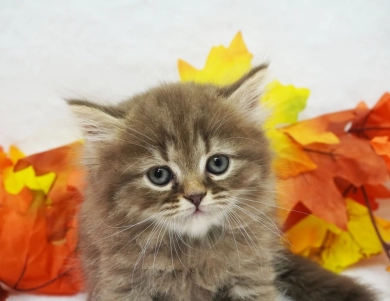 Charlie Persian