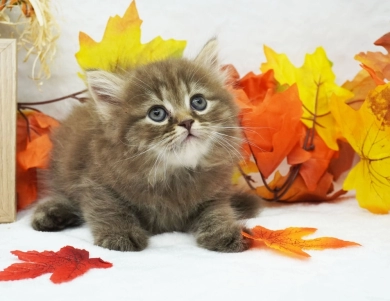 Charlie Persian