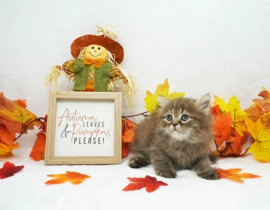 Charlie Persian