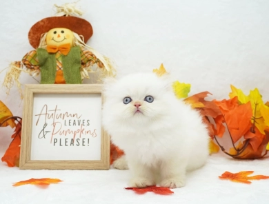 Matilda Persian