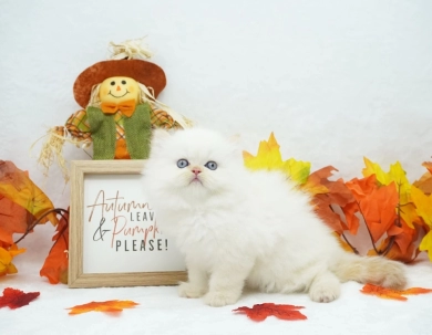 Matilda Persian