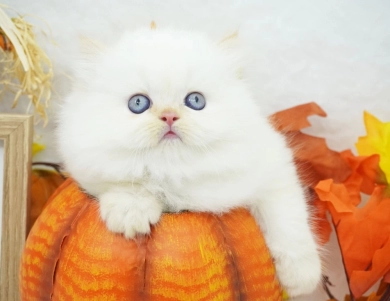 Matilda Persian