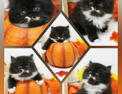 Maverick Persian