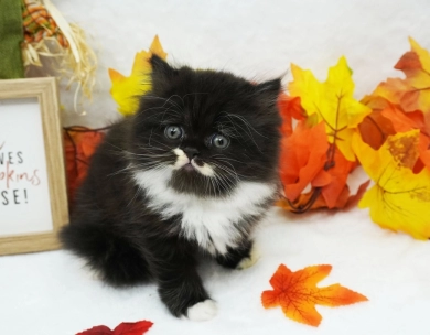 Maverick Persian