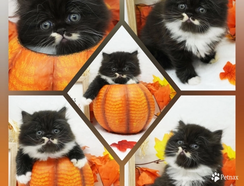 Maverick Persian
