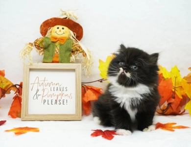 Maverick Persian