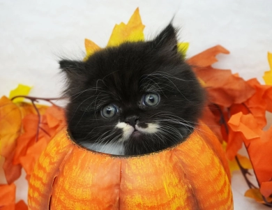 Maverick Persian