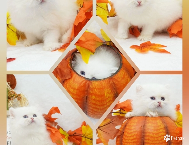 Tawni Tawni Persian