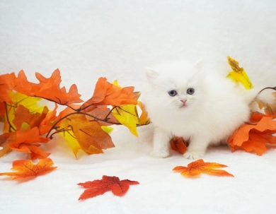 Tawni Persian