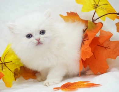 Tawni Persian