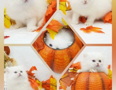 Tawni Persian