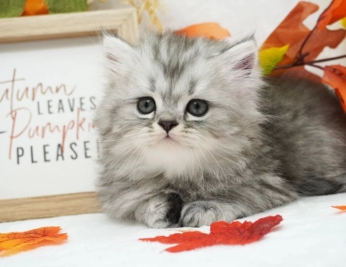 Renzo Persian