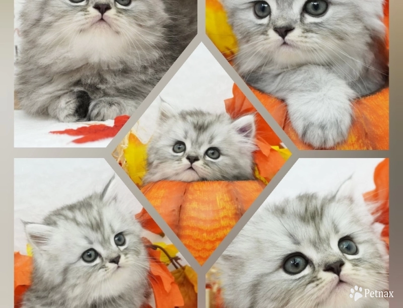 Renzo Renzo Persian
