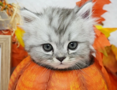Renzo Persian
