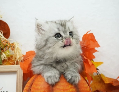 Renzo Persian