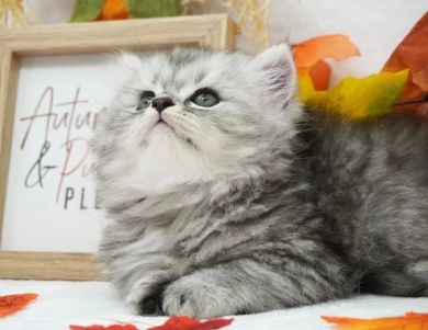 Renzo Persian