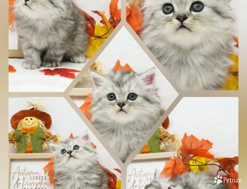 Ramone Ramone Persian