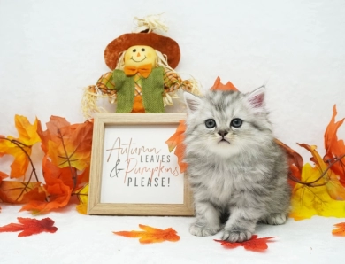 Ramone Persian