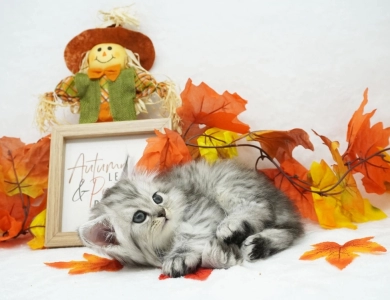Ramone Persian