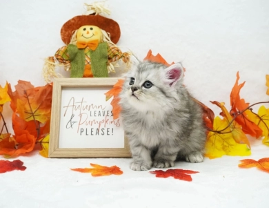 Ramone Persian