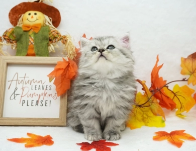 Ramone Persian