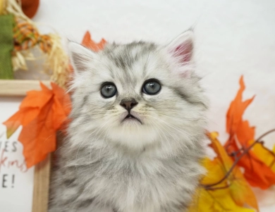 Ramone Persian