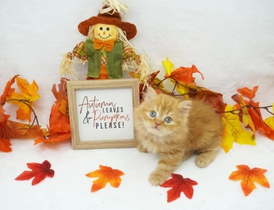 Cheetoh Persian