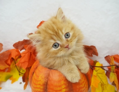 Cheetoh Persian