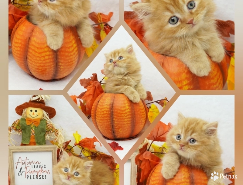 Cheetoh Cheetoh Persian