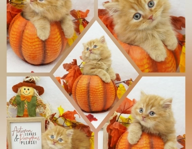 Cheetoh Persian