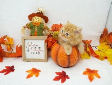 Cheetoh Persian