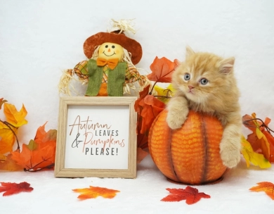 Cheetoh Persian