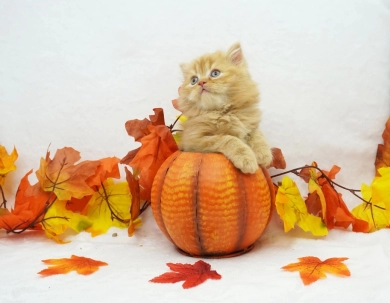 Cheetoh Persian