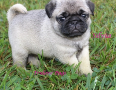 Silvia Silvia Pug
