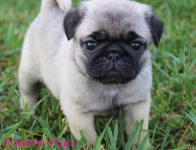 Silvia Silvia Pug