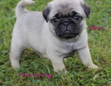 Silvia Silvia Pug