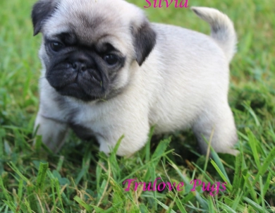Silvia Silvia Pug